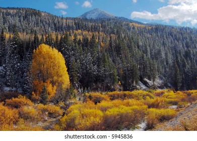 Fall Colors- Big Cottonwood Canyon, Utah