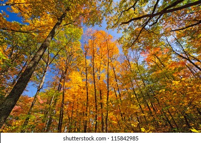 Fall Colors In Brown County State Park In Indiana