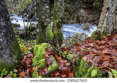 Fall colors in Carnia region. Beautiful mountain forest landscape with autumn leaves, moss, trees and river. Friuli Venezia Giulia nature, Udine province, Italy.