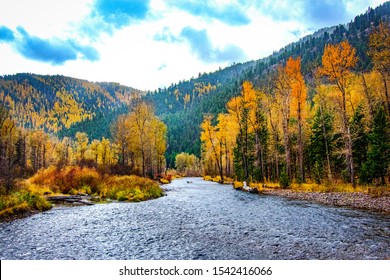 Fall colors coming out on Rock Creek River in Missoula Montana. The larch trees are in full golden.