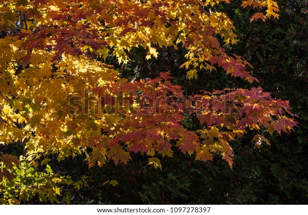 Fall Colors Door County Wisconsin Park Stock Photo Edit Now