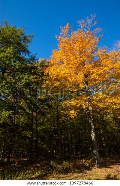 Fall Colors Door County Wisconsin Park Stock Photo Edit Now