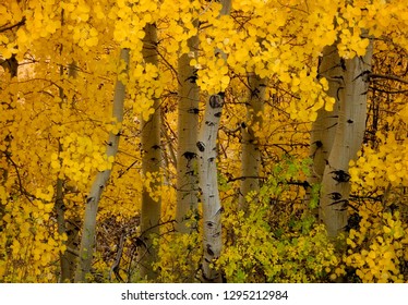 Fall Colors, Eastern Sierra