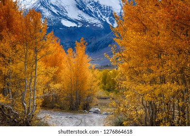 Fall Colors In The Eastern Sierra Region