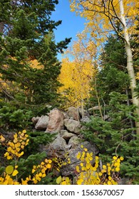 Fall Colors Estes Park Colorado