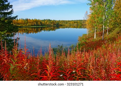 Fall Colors In The Finnish Lapland