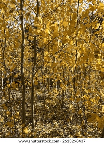 Fall colors in Guanella Pass