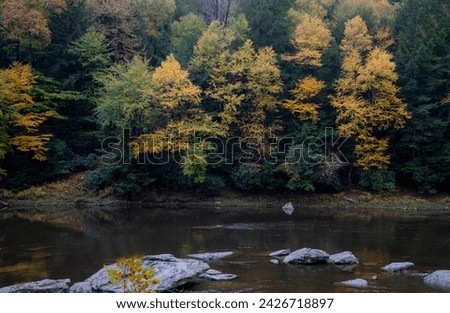 Fall colors have arrived along the Clarion River at Cook Forest State Park, Pennsylvania