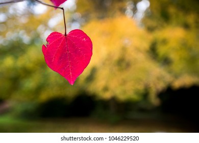 Fall Colors Mark The Arrival Of Autumn Near Lake Windermere In The UK's Lakes District. A Red Heart Shaped Leaf Dangles Off A Branch, In A Sea Of Colorful Foliage.