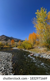 Fall Colors On The Big Wood River In Sun Valley, Idaho