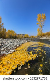 Fall Colors On The Big Wood River In Sun Valley, Idaho