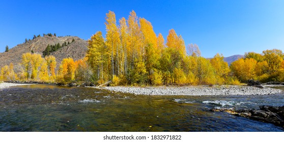 Fall Colors On The Big Wood River In Sun Valley, Idaho