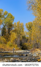 Fall Colors On The Big Wood River In Sun Valley, Idaho