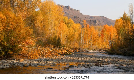 Fall Colors On The Big Wood River In Sun Valley, Idaho