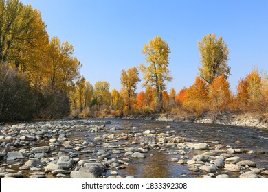 Fall Colors On The Big Wood River In Sun Valley, Idaho