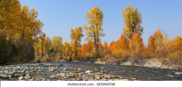 Fall Colors On The Big Wood River In Sun Valley, Idaho