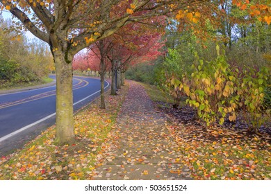 Fall Colors On A Pedestrian Street Vancouver Washington State.