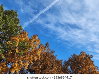 fall colors on trees golden brown green yellow, blue sky in background, with wispy clouds, and contrail in the sunshine - Powered by Shutterstock