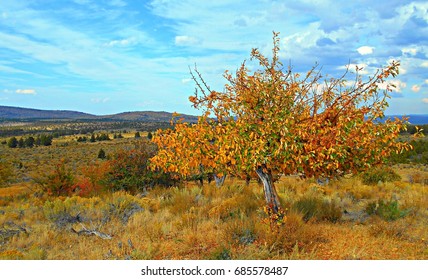 Fall Colors At The Orchard - Autumn Scene At An Abandoned Apple Orchard In The Crooked River National Grassland - Near Culver, OR