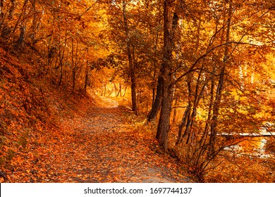 Fall Colors. Pedestrian Track Path In Golden Autumn October Nature In The Forest Outdoor Background