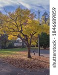 Fall colors in a public park Gresham Oregon state.