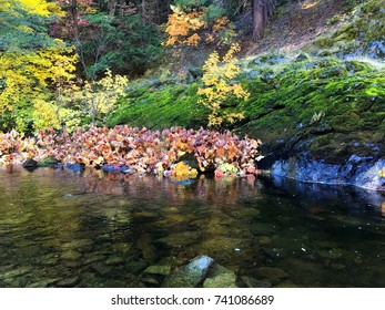 Fall Colors Rattlesnake Creek, Shasta Trinity National Forest