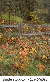 Fall Colors At Sehmel Homestead Park, Gig Harbor, Wa