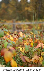 Fall Colors At Sehmel Homestead Park, Gig Harbor, Wa