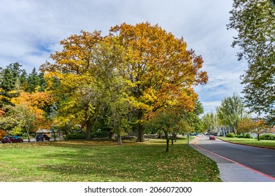 Fall Colors At Seward Park In Seattle, Washington.