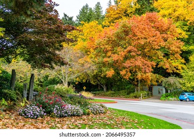 Fall Colors At Seward Park In Seattle, Washington.