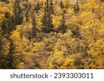 Fall colors in a state forest park. Deep forest tree canopy. Above ground portion of mature formed trees. Different types of tree foliage and  everygreen trees.