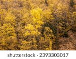 Fall colors in a state forest park. Deep forest tree canopy. Above ground portion of mature formed trees. Different types of tree foliage and  everygreen trees.