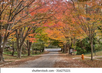 Fall Colors In The Streets Of Columbia, MD