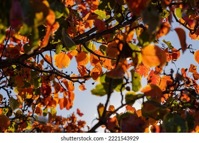 Fall Colors With Sunlight Shining Through