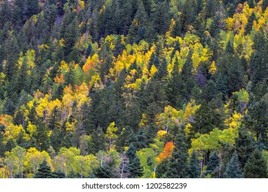 Fall Colors At Taos Ski Valley In Carson National Forest In Northern New Mexico