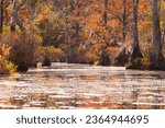 Fall colors of Water Tupelo, Nyssa aquatica, and Cypress tree, Taxodium distichum, in Merchants Millpond, North Carolina, NC, USA