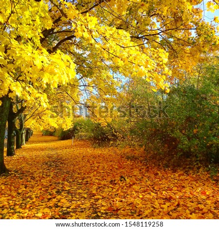 Similar – Image, Stock Photo autumn 1 Human being