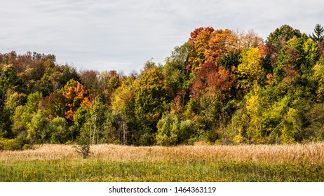 Fall Colours Near Georgetown Ontario