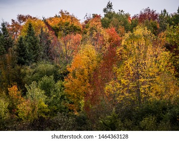 Fall Colours Near Georgetown Ontario