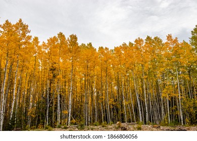 Fall Colours At Widow Maker. Bow Valley Wilderness Area, Alberta, Canada