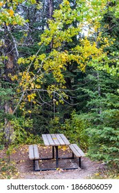 Fall Colours At Widow Maker. Bow Valley Wilderness Area, Alberta, Canada