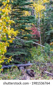 Fall Colours At Widow Maker. Bow Valley Wilderness Area, Alberta, Canada