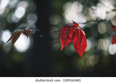 Fall is coming. Red leafs on the black background.