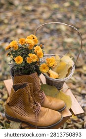 Fall composition of brown leather boots with orange chrysanthemum flowers outdoors in a forest