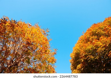 Fall concept photo. Orange, brown and yellow leaves on autumn tree. Fallen leaves or autumn trees.