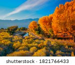 Fall Cottonwoods (Fremont Cottonwood), and Rabbit Bush, or Rabbit Brush grow together in the Owens River Valley, near Bishop, California, USA, with the Sierra Nevada Mountains in the background.