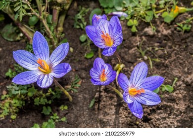 Fall Crocus (Crocus Speciosus) In Garden