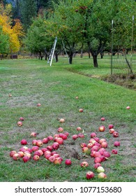 Fall Day In The Apple Orchard In Stehekin, Lake Chelan In Washington State