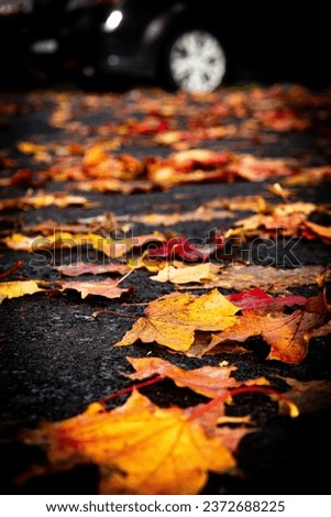 Similar – Autumn leaves Nature Leaf