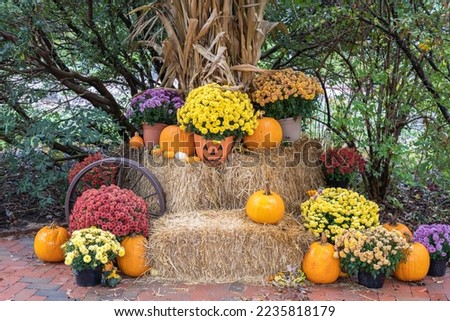 Fall decor - mums and pumpkins